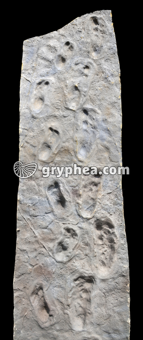 Pas de Laetoli - Piste - Empreintes de pas d'un hominidé - gryphea.com